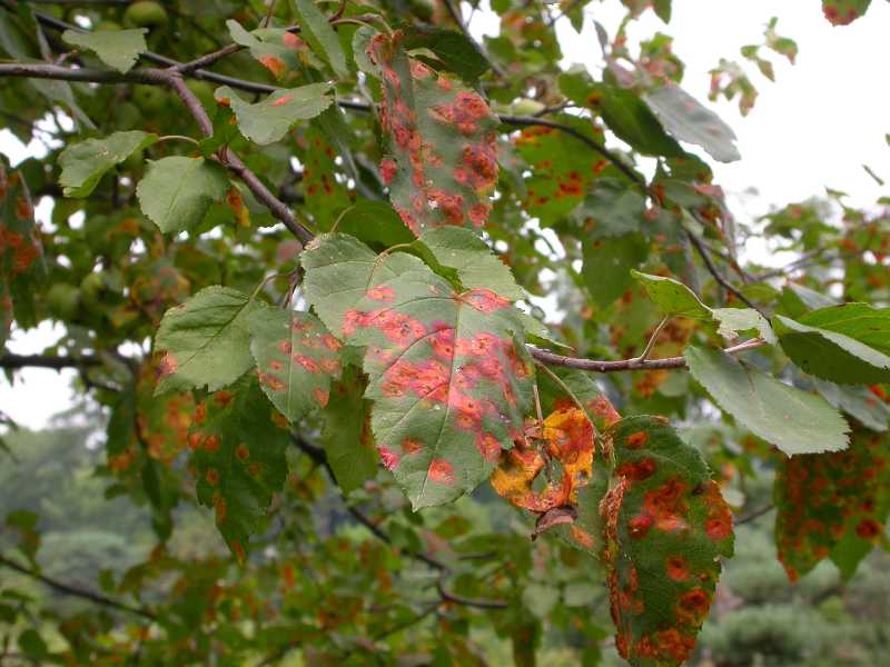 Cedarapple rust